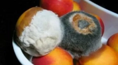 Plísně na produkty - jak být?